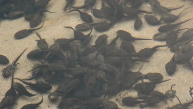 Morphing frog tadpoles feeding frenzy closeup in the water of a lake