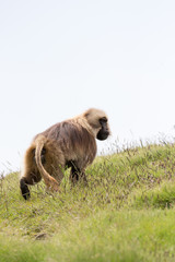 Babbuidi Gelada sui monti Simien in Etiopia