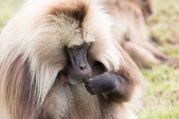 Babbuidi Gelada sui monti Simien in Etiopia