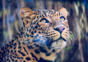 Foto auf Acrylglas Porträt eines nachdenklichen nordchinesischen Leoparden (Panthera pardus japonensis) © Antoinee