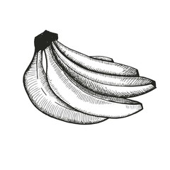bananas sketch. vector illustration