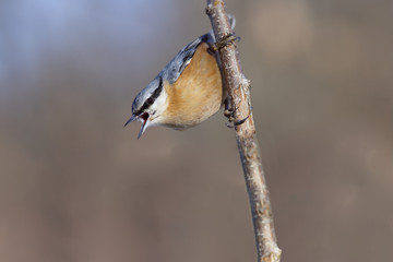 Nuthatch - brawler...