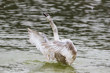 playful swan