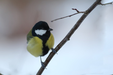 Small lonely bird on a lonely twig