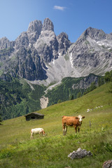 Fototapeta na wymiar Cow in front of idyllic mountain landscape, Austria