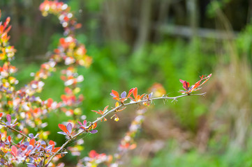 Berberis