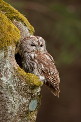 brown owl,   tawny owl, strix aluco, Czech republic