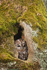 brown owl,   tawny owl, strix aluco, Czech republic