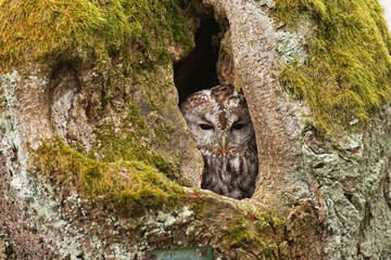 brown owl,   tawny owl, strix aluco, Czech republic