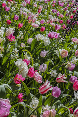 Colorful spring tulips and daffodils , flowers background. Beautiful view of  colorful tulips and daffodils  in the garden and green grass landscape at sunny  spring day.