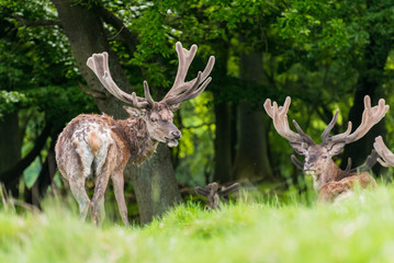 the two deers staring