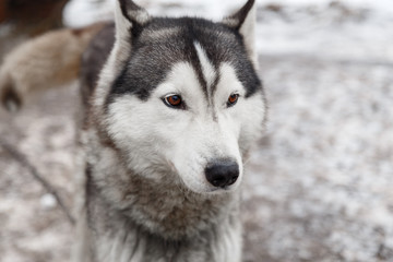 Husky dog in the yard of the village