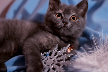 gray kitten looking