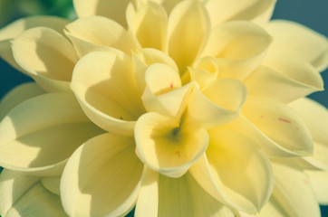 Obraz na płótnie Canvas yellow dahlia close-up
