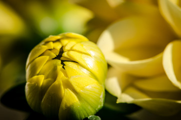 yellow dahlia bud