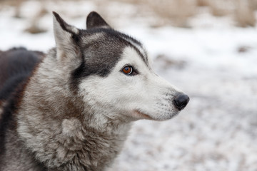 Husky dog in the yard of the village