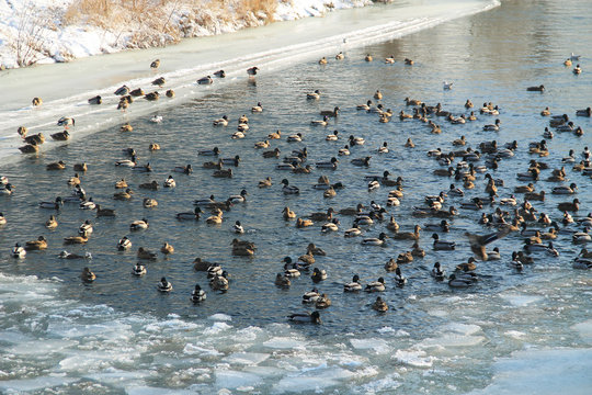 a lot of mallard ducks on the river in winter