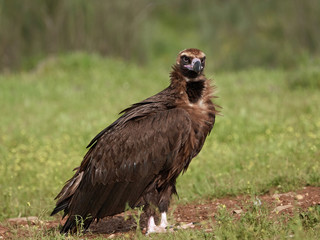 Fototapeta premium Black vulture (Aegypius monachus)