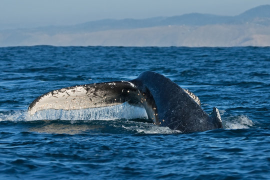 humpback whale, megaptera novaeangliae, Africa