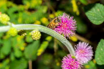 Honey bee collecting nectar on pink Mimosa pudica flower.