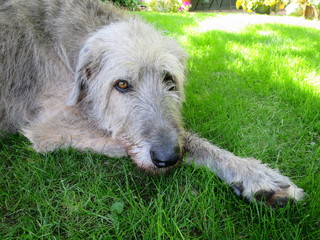 Ghadda Irishwolfshound