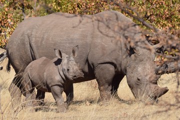 Fototapeta premium Love