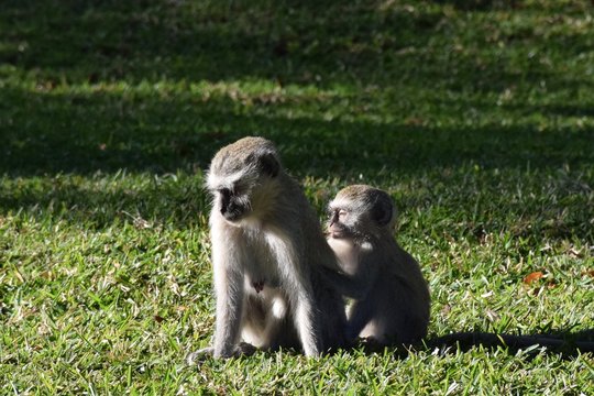 Monkey