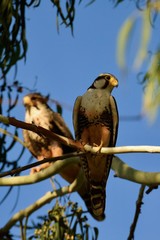 Peregrine falcon