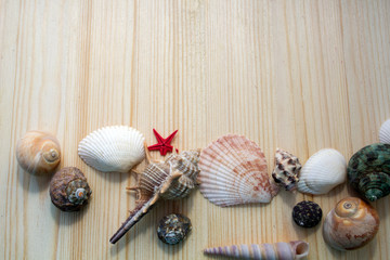 Seashells on  wooden background