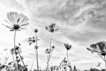 Schöne Schwarzweiss-Kunst der Kosmosblume © yotrakbutda