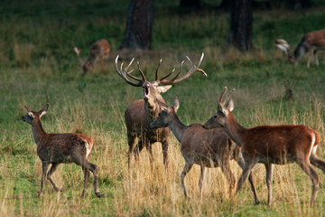 red deer, cervus elaphus, Czech republic