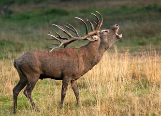 red deer, cervus elaphus, Czech republic