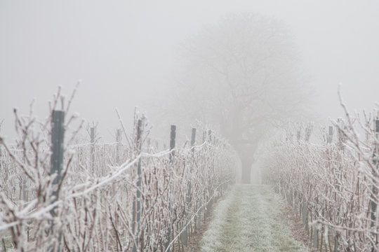 Weinberg im Winter