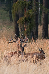 red deer, cervus elaphus, Czech republic