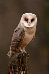 barn owl, tyto alba, Czech republic