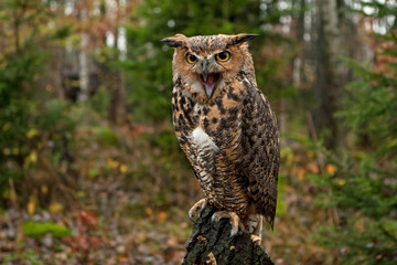 great horned owl, bubo virginianus