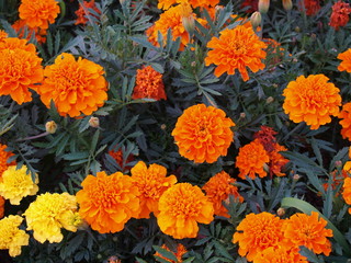 Beautiful marigold