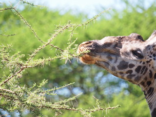 Giraffe eating grass