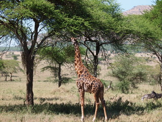 Giraffe eating grass