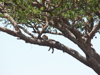 Fototapeta na wymiar Leopard during nap on the tree