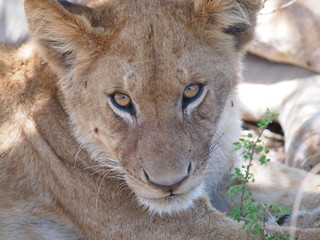 Fototapeta premium Small but respectable Lion