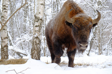 Front close view of European bison