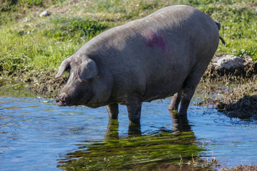 Iberian pig drinking in the river
