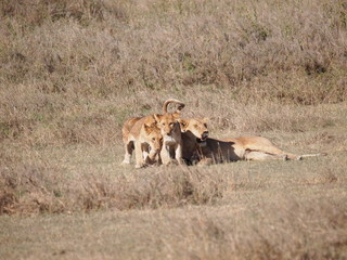 Naklejka premium Mother & child lions