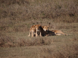 Fototapeta na wymiar Mother & child lions