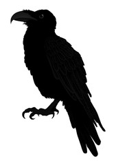 Fototapeta premium Decorative bird. Line art. Rook. Black and white drawing. Tattoo. Graphic arts. Silhouette of a crow. Circuit birds. Vector.