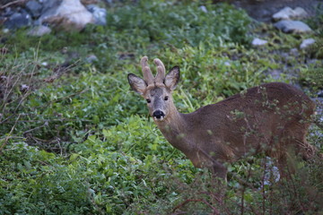 Young deer