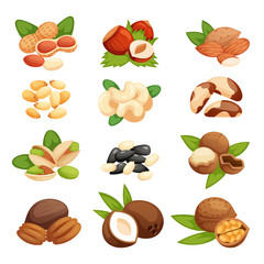 Set of nuts vector illustration.