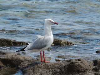 Mouette argentée (Chroicocephalus novaehollandiae)