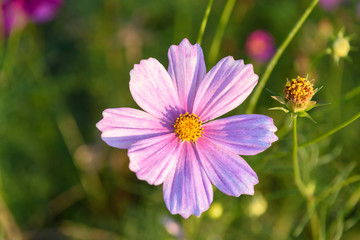 Obraz premium closeup cosmos flowers